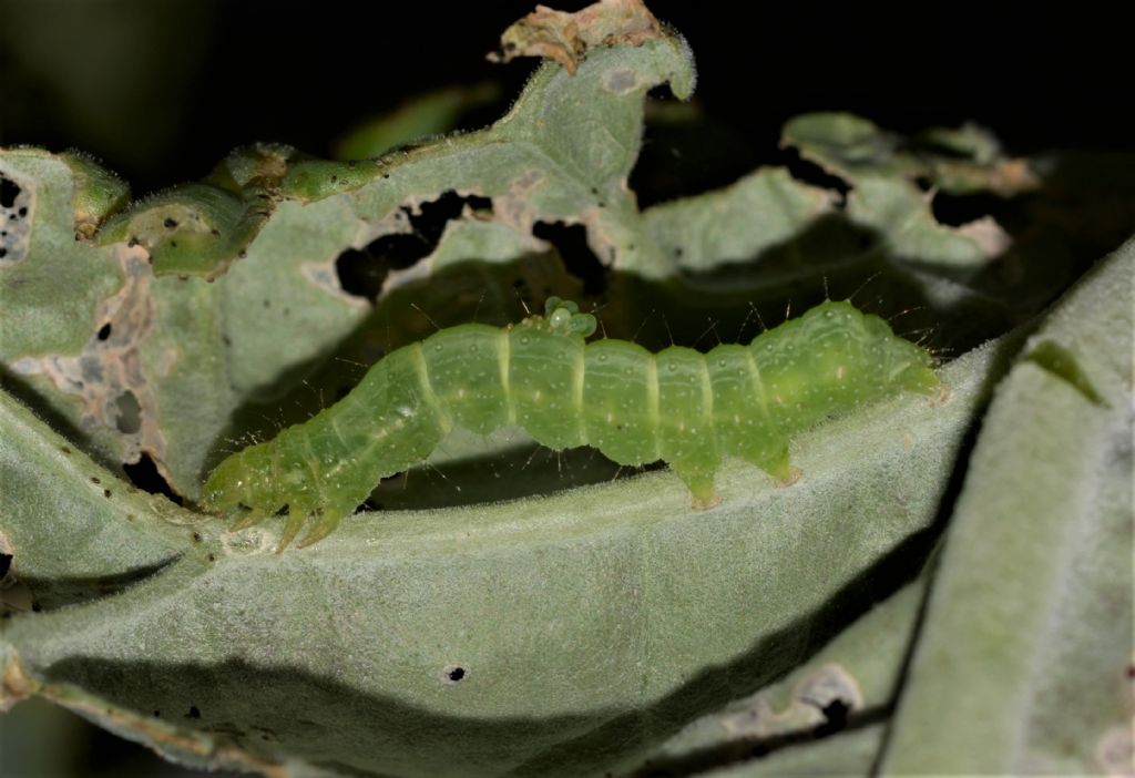 Bruchi di...  Chrysodeixis chalcites (cfr.) - Noctuidae